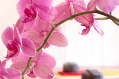 Yoga is the practice of quieting the mind