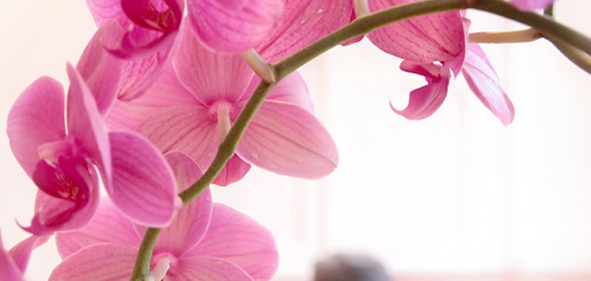 Yoga is the practice of quieting the mind